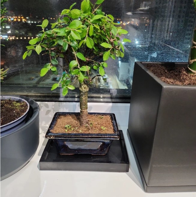 vyraschivaniye-bonsay-v-gorodskoy-kvartire-primery-foto-rasteniye-bonsay (14).jpg vyraschivaniye-bonsay-v-gorodskoy-kvartire-primery-foto-rasteniye-bonsay (14).jpg