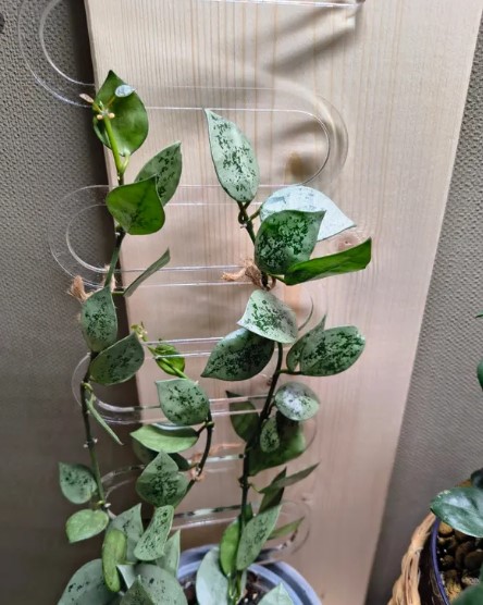 sovremenniy-ukhod-za-komnatnymi-domashnimi-rasteniyami-foto-primery (12).jpg sovremenniy-ukhod-za-komnatnymi-domashnimi-rasteniyami-foto-primery (12).jpg