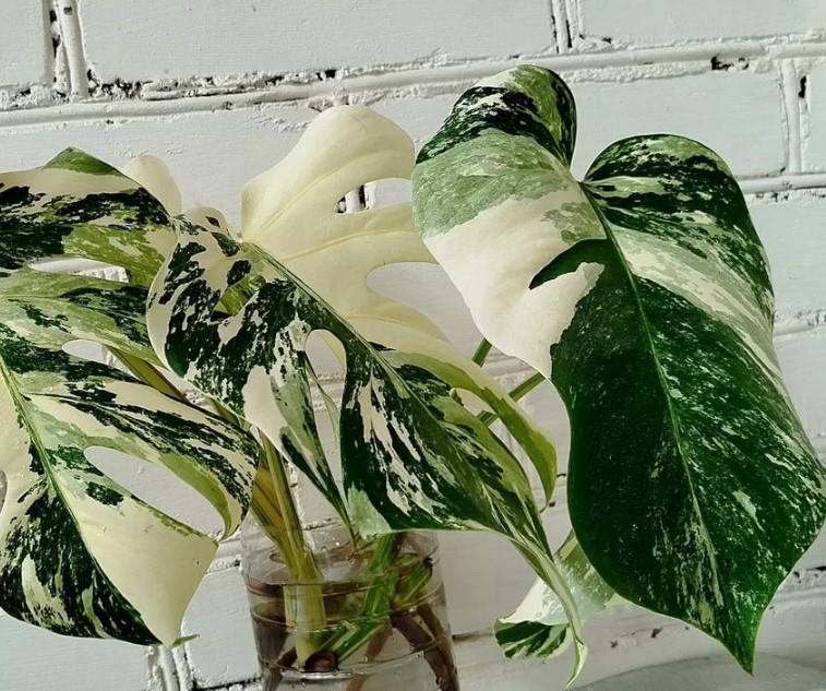 domashniye-komnatnyye-zhivyye-rasteniya-tsvety-populyarnyye-v-2026-godu-foto-primery (23).jpg domashniye-komnatnyye-zhivyye-rasteniya-tsvety-populyarnyye-v-2026-godu-foto-primery (23).jpg