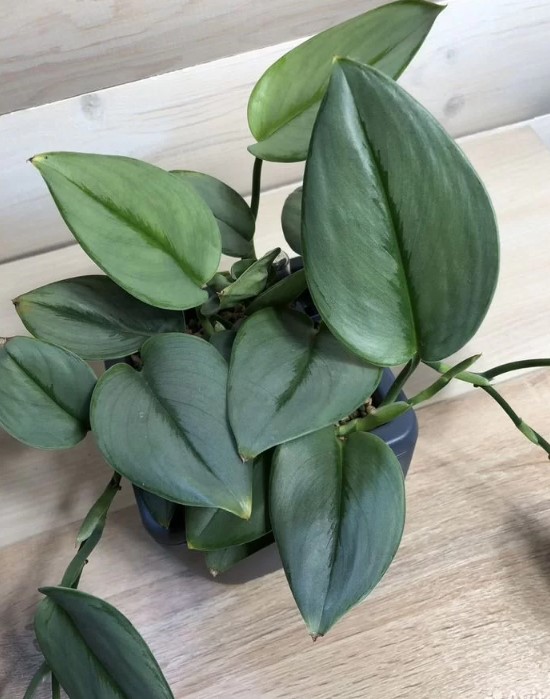 domashniye-komnatnyye-zhivyye-rasteniya-tsvety-populyarnyye-v-2026-godu-foto-primery (1).jpg domashniye-komnatnyye-zhivyye-rasteniya-tsvety-populyarnyye-v-2026-godu-foto-primery (1).jpg