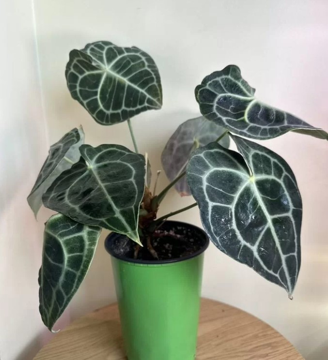 domashniye-komnatnyye-zhivyye-rasteniya-tsvety-populyarnyye-v-2026-godu-foto-primery (15).jpg domashniye-komnatnyye-zhivyye-rasteniya-tsvety-populyarnyye-v-2026-godu-foto-primery (15).jpg