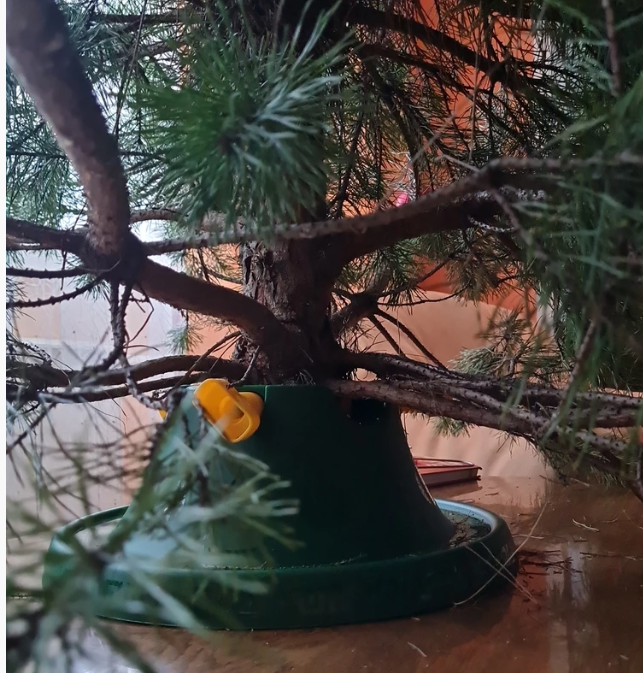 kak-vybrat-i-sokhranit-zhivuyu-elku (24).png kak-vybrat-i-sokhranit-zhivuyu-elku (24).png