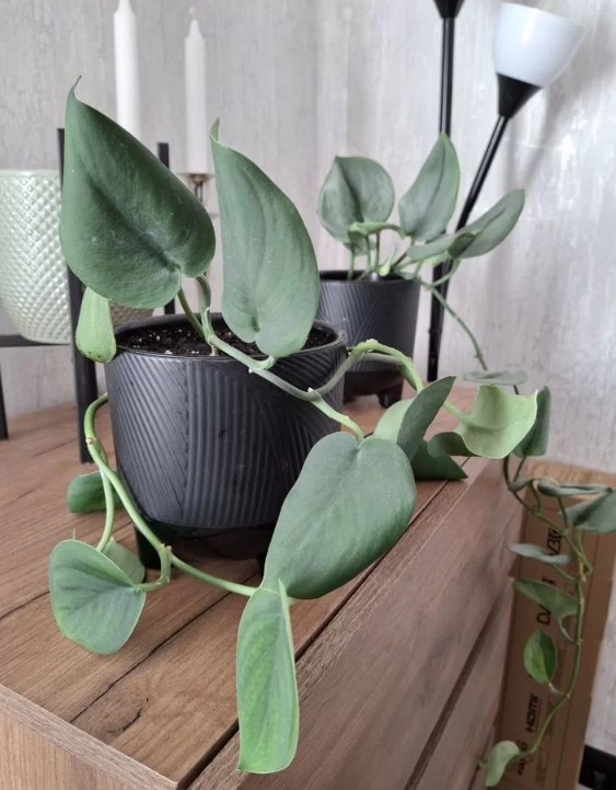 domashniye-komnatnyye-zhivyye-rasteniya-tsvety-populyarnyye-v-2026-godu-foto-primery (3).jpg domashniye-komnatnyye-zhivyye-rasteniya-tsvety-populyarnyye-v-2026-godu-foto-primery (3).jpg