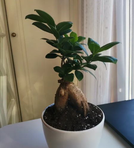 vyraschivaniye-bonsay-v-gorodskoy-kvartire-primery-foto-rasteniye-bonsay (20).jpg vyraschivaniye-bonsay-v-gorodskoy-kvartire-primery-foto-rasteniye-bonsay (20).jpg