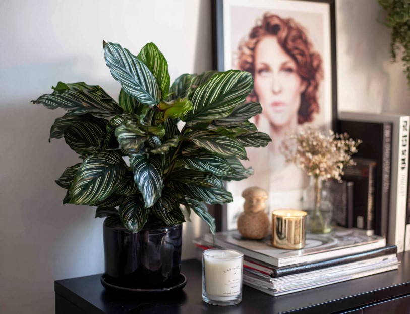 domashniye-komnatnyye-zhivyye-rasteniya-tsvety-populyarnyye-v-2026-godu-foto-primery (34).jpg domashniye-komnatnyye-zhivyye-rasteniya-tsvety-populyarnyye-v-2026-godu-foto-primery (34).jpg