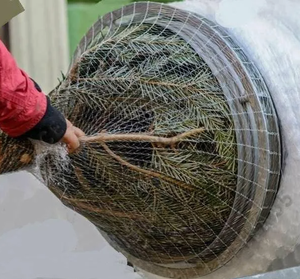 kak-vybrat-i-sokhranit-zhivuyu-elku (35).png kak-vybrat-i-sokhranit-zhivuyu-elku (35).png