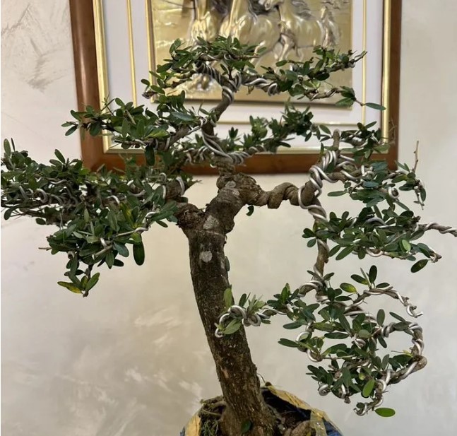 vyraschivaniye-bonsay-v-gorodskoy-kvartire-primery-foto-rasteniye-bonsay (1).jpg vyraschivaniye-bonsay-v-gorodskoy-kvartire-primery-foto-rasteniye-bonsay (1).jpg