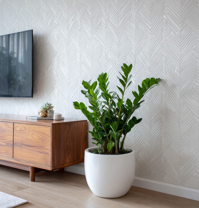 5-samykh-neprikhotlivykh-i-maksimalno-dekorativnykh-komnatnykh-rasteniy-foto (6).jpg 5-samykh-neprikhotlivykh-i-maksimalno-dekorativnykh-komnatnykh-rasteniy-foto (6).jpg